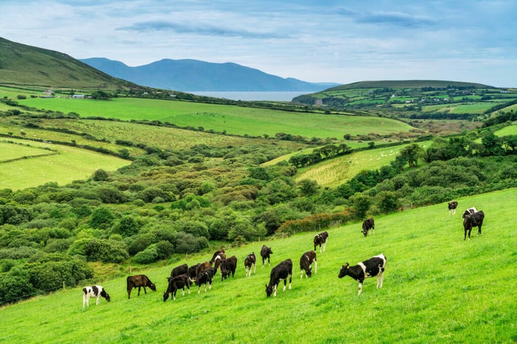 Dairy Herds Ireland