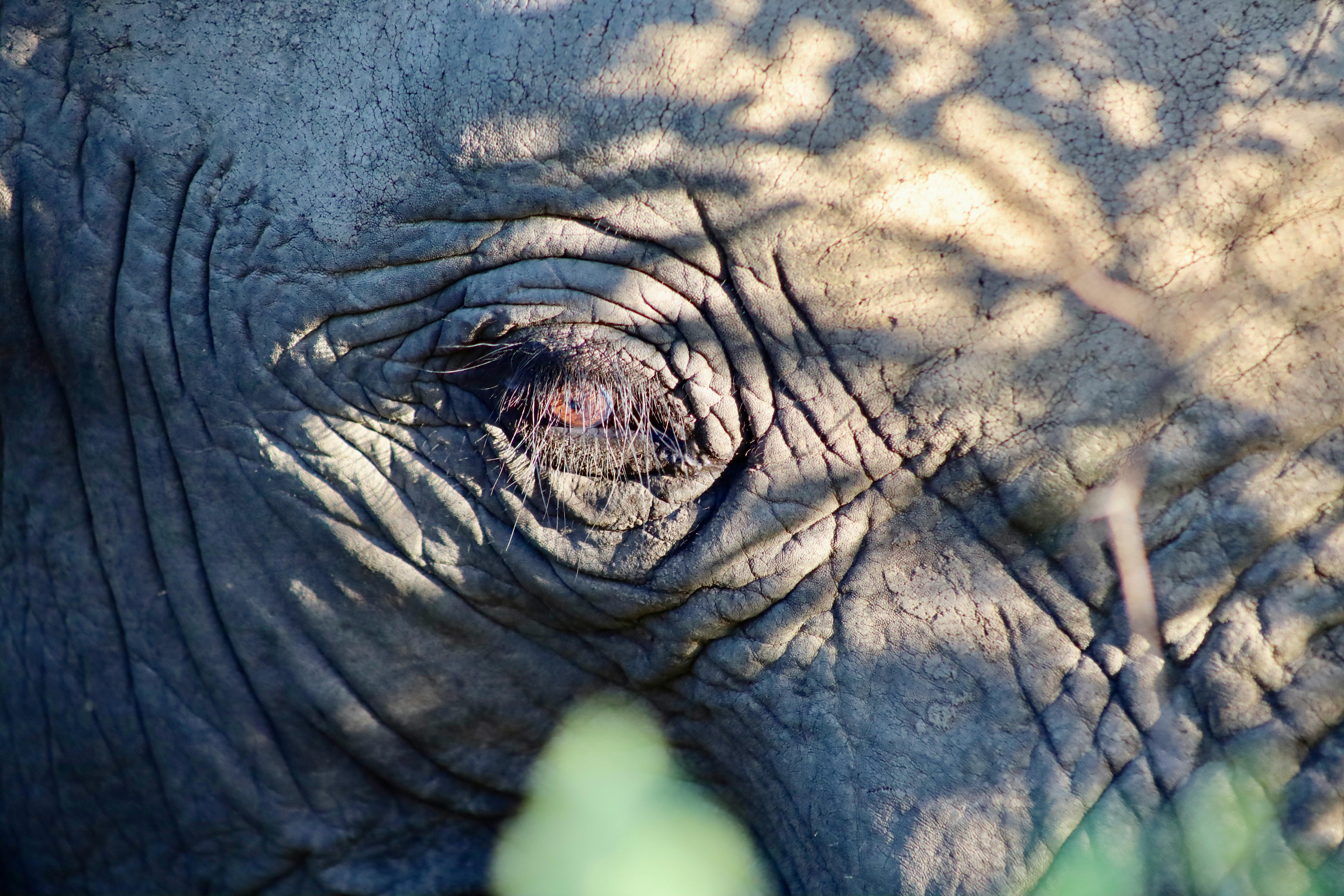 Endangered Species Day 2025: Why Biodiversity Protection Is Everyone’s Business